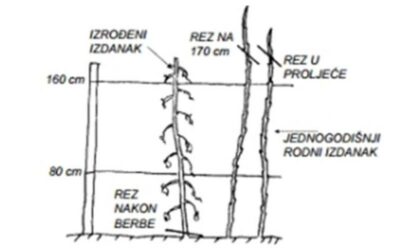 Rezidba maline